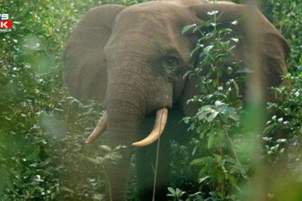 അതിരപ്പിള്ളിയില് മസ്തകത്തിന് മുറിവേറ്റ കാട്ടാനയെ മയക്കുവെടിവെച്ചു